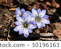 Gentian 30196163