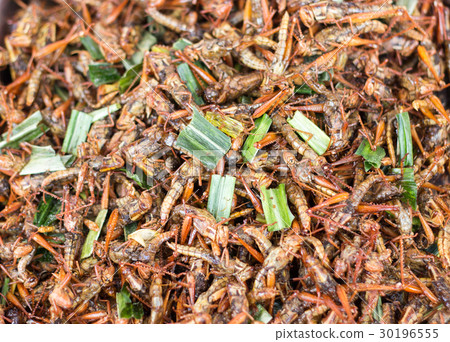 fried grasshopper exotic food 30196555