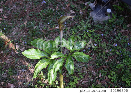 Mimina Gaten Nanshow Mimina Gaten Nanshow 30196896