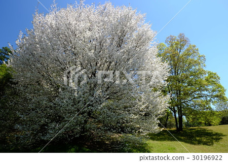 Round cherry tree tomb (Sanryo-cho, Nara City) 30196922