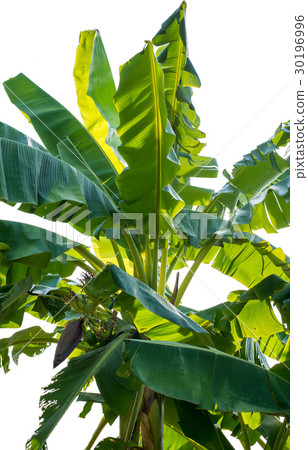 Banana tree on white background Banana tree on white background 30196996