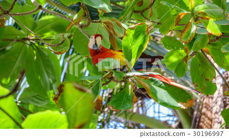 The Scarlet Macaw eating leafs over tree 30196997