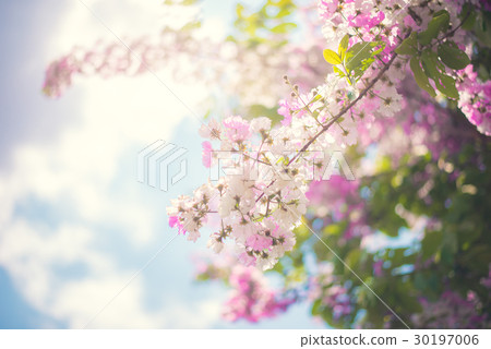 Pink flower blossom 30197006