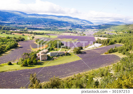 Lavender fields near Valensole in Provence, France Lavender fields near Valensole in Provence, France 30197253