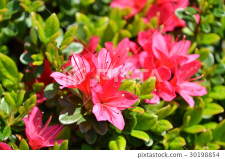 映山紅 30198854