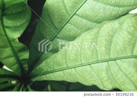 Green leaves Green leaves 30199216