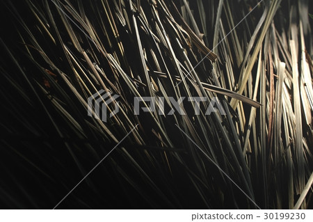 Dried vetiver 30199230