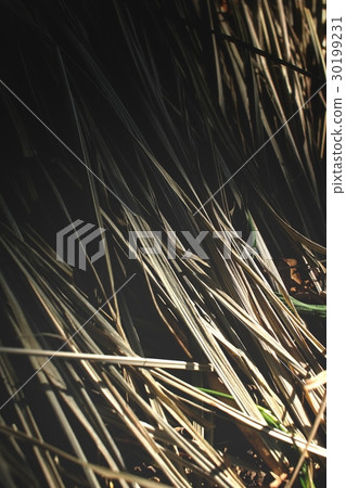 Dried vetiver Dried vetiver 30199231