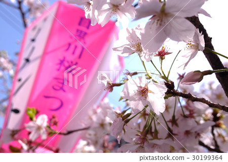 目黑河的櫻花 目黑河的櫻花 30199364