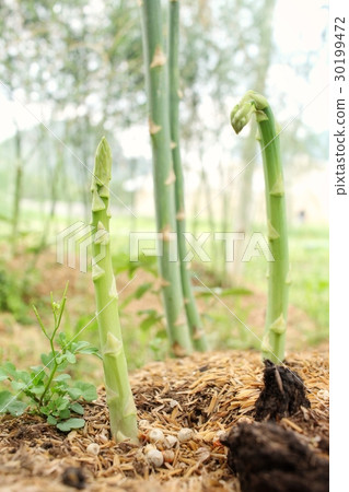 Asparagus plant Asparagus plant 30199472
