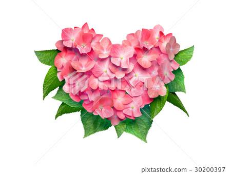 Heart shaped hydrangea - Stock Illustration [30200397] - PIXTA