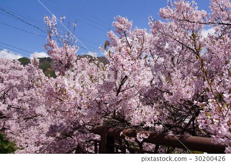 High cherry tree 2017 30200426