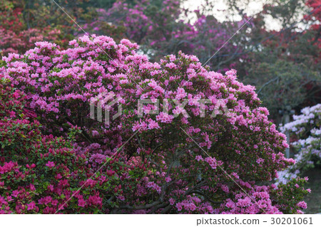 Azalea 30201061