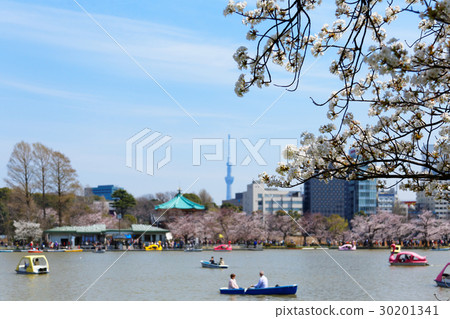 上野不忍池盛開櫻花，遊人乘船賞花 30201341