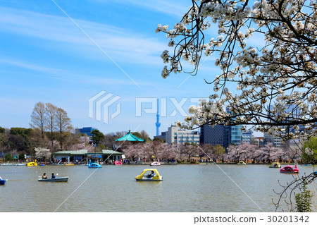 上野不忍池盛開櫻花，遊人乘船賞花 30201342