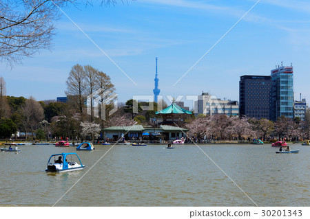 上野不忍池盛開櫻花，遊人乘船賞花 30201343