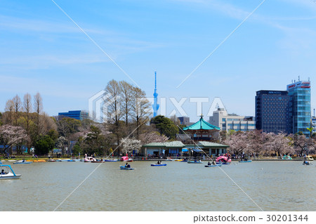 上野不忍池盛開櫻花，遊人乘船賞花 30201344