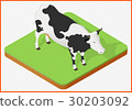 cow isolated vector 30203092