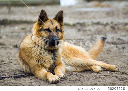 german shepherd 30203228
