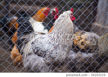 White hen on the green grass 30203229