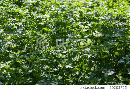 Fresh parsley growing in the garden as a Fresh parsley growing in the garden as a 30203725