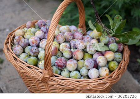 plum in a wicker basket in the garden 30203726