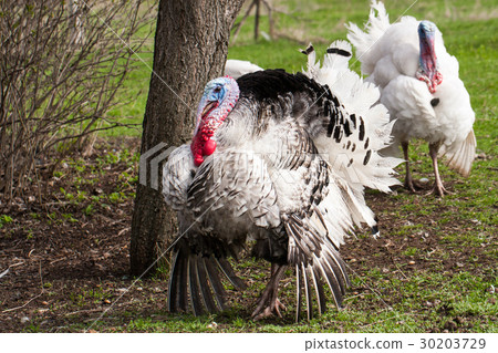 turkey male or gobbler closeup on a green grass turkey male or gobbler closeup on a green grass 30203729