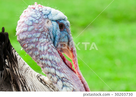 Portrait of a turkey male or gobbler closeup on a 30203730