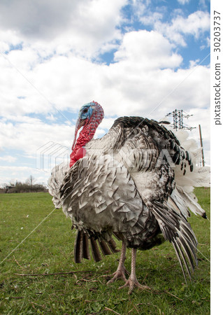turkey male or gobbler closeup on green grass with turkey male or gobbler closeup on green grass with 30203737