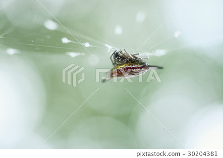 spider on web over green background 30204381