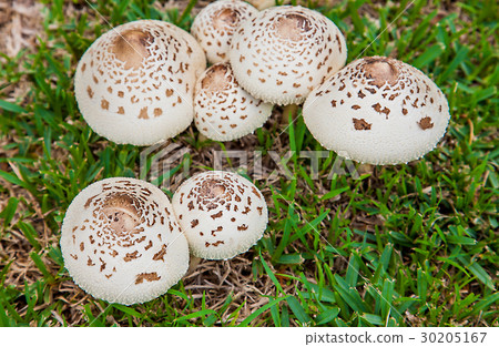 Mushrooms in  Australia Umbrella mushrooms 30205167