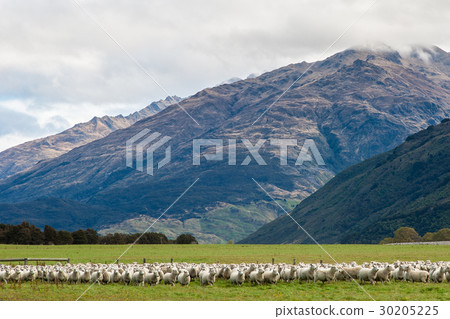 Sheep in front of beautiful mountain New zealand Sheep in front of beautiful mountain New zealand 30205225