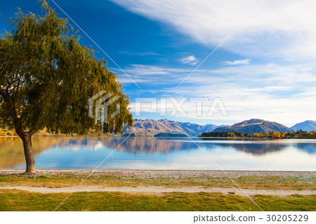 Big tree in front of Lake Wanaka , New Zealand Big tree in front of Lake Wanaka , New Zealand 30205229