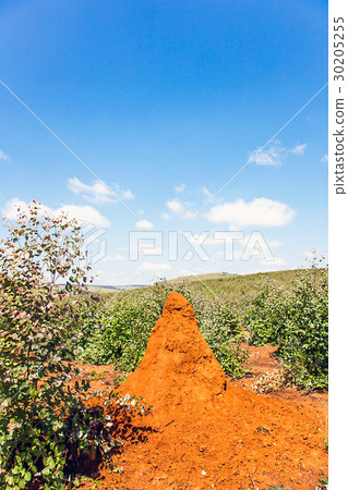 Termites in South Africa 30205255