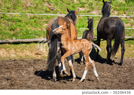 Cheerful young foal on the meadow Cheerful young foal on the meadow 30206436