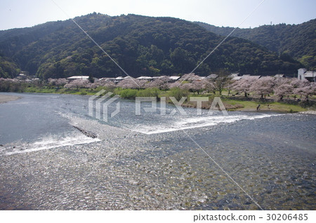 Kishikawa和櫻花 30206485