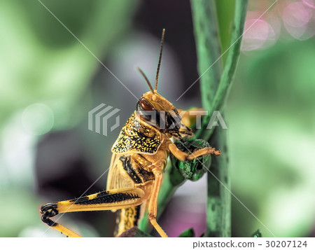 Beige black locust, on a green leaf, shoted close 30207124