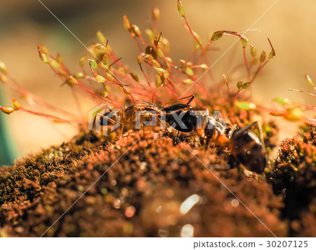 Red and black Ant was fighting on the leaves, Ant Red and black Ant was fighting on the leaves, Ant 30207125