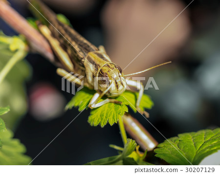 Beige black locust, on a green leaf, shoted close 30207129
