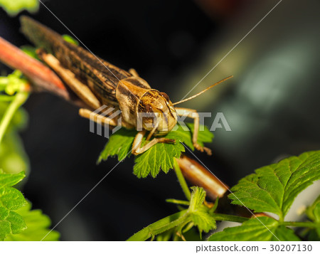 Beige black locust, on a green leaf, shooted close Beige black locust, on a green leaf, shooted close 30207130