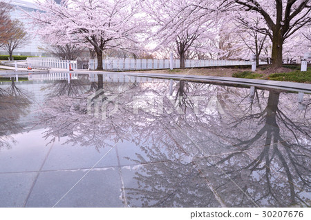 Cherry blossoms of Ryuto Pia (Niigata City) 30207676
