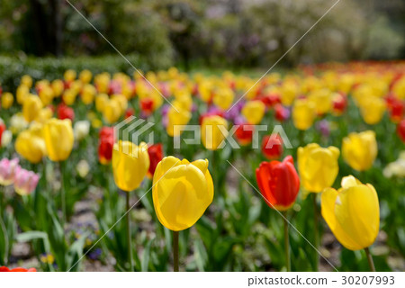 Tulip 30207993