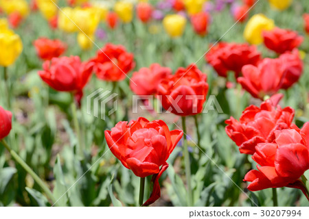 Red double-tulip 30207994