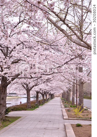Cherry blossoms at Niigata prefecture sports park (Niigata City) Cherry blossoms at Niigata prefecture sports park (Niigata City) 30208014