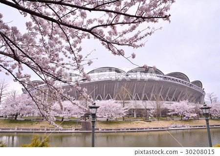 Big Swan and Sakura (Niigata City) Big Swan and Sakura (Niigata City) 30208015