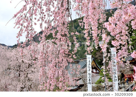 Sakura Kozanji temple 30209309