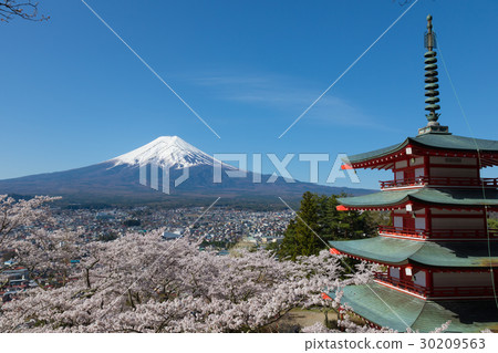 Mt. Fuji Cherry Blossoms Aomori Terao Tower Tamakura Mountain Asama Shrine 30209563