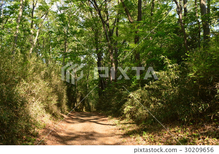春天的瀧山城遺址公園就像這個八王子市 春天的瀧山城遺址公園就像這個八王子市 30209656