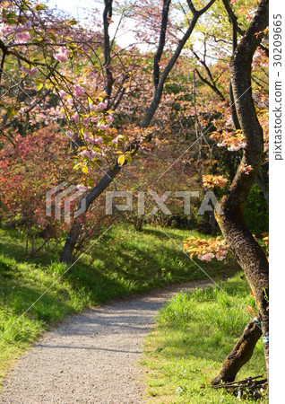 春天的瀧山城遺址公園就像這個八王子市 春天的瀧山城遺址公園就像這個八王子市 30209665