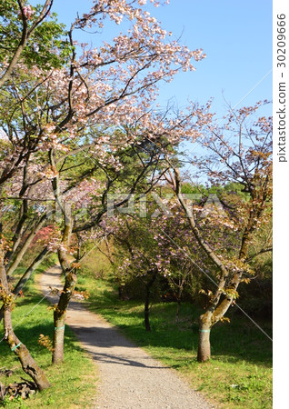 春天的瀧山城遺址公園就像這個八王子市 春天的瀧山城遺址公園就像這個八王子市 30209666